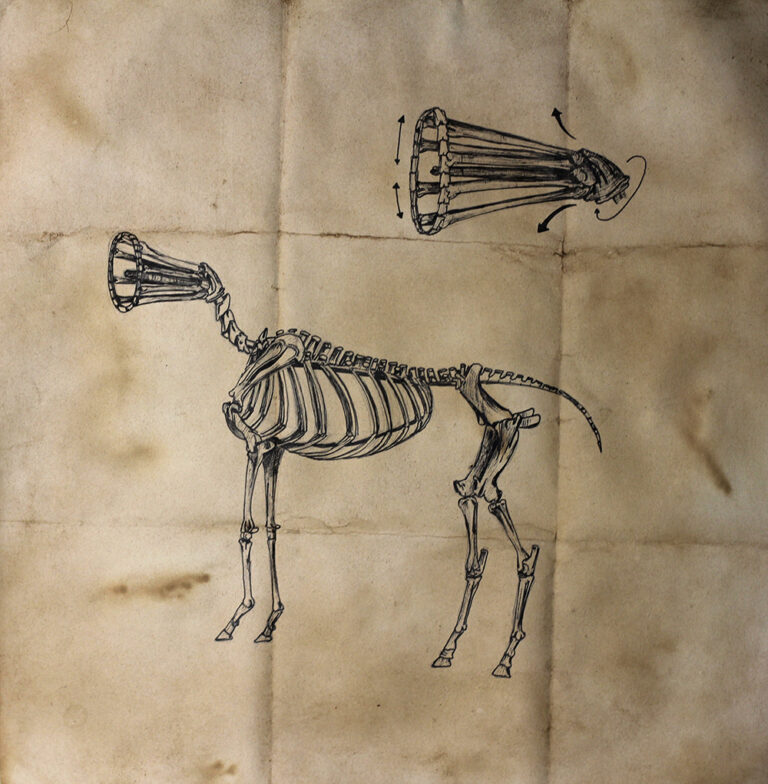 Equus ferus sonitus (1)
