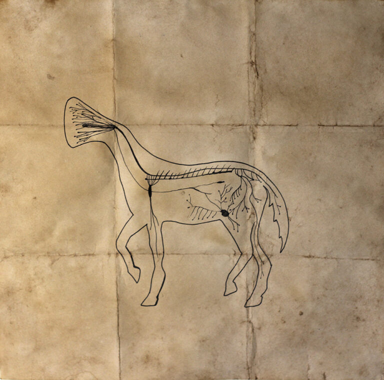 Equus ferus sonitus (2)