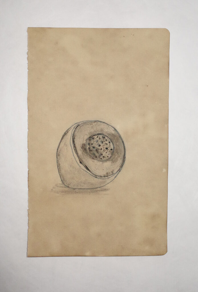 Drawing Study of Flora and Fauna in Tanah Runcuk (Excerpted from Stern’s Manuscript & Journal)