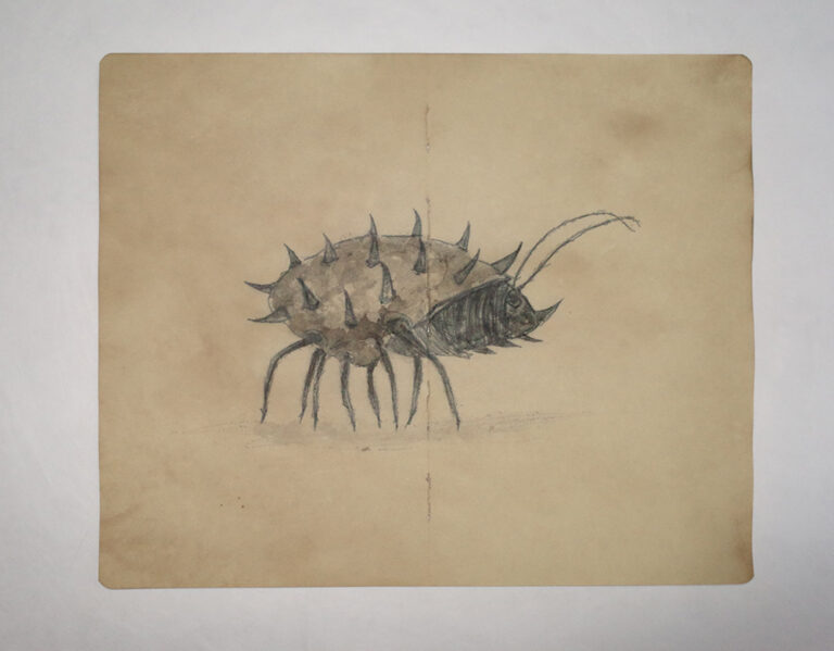 Drawing Study of Flora and Fauna in Tanah Runcuk (Excerpted from Stern’s Manuscript & Journal)