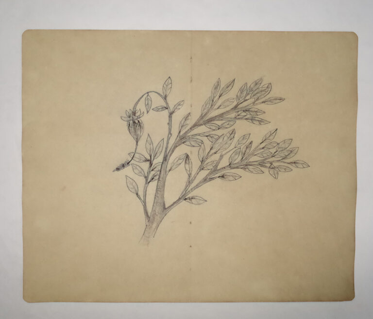 Drawing Study of Flora and Fauna in Tanah Runcuk (Excerpted from Stern’s Manuscript & Journal)