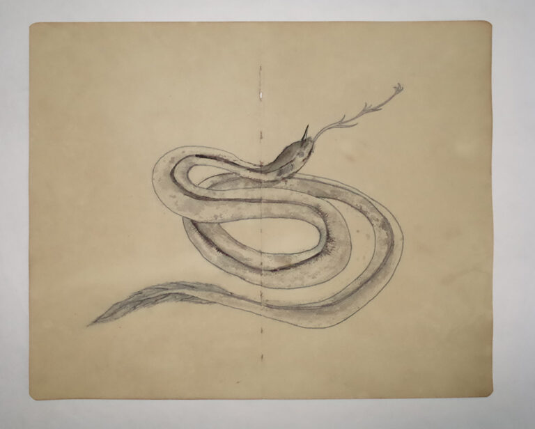Drawing Study of Flora and Fauna in Tanah Runcuk (Excerpted from Stern’s Manuscript & Journal)