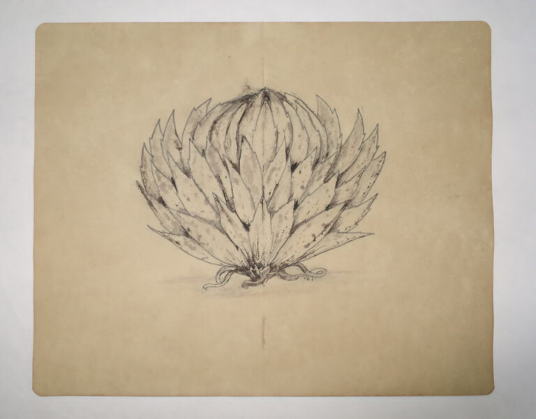 Drawing Study of Flora and Fauna in Tanah Runcuk (Excerpted from Stern’s Manuscript & Journal)