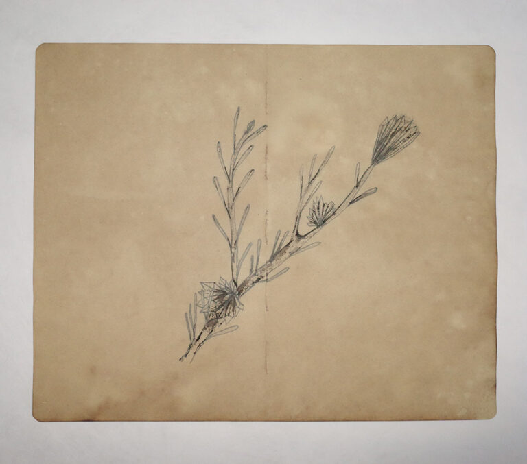 Drawing Study of Flora and Fauna in Tanah Runcuk (Excerpted from Stern’s Manuscript & Journal)