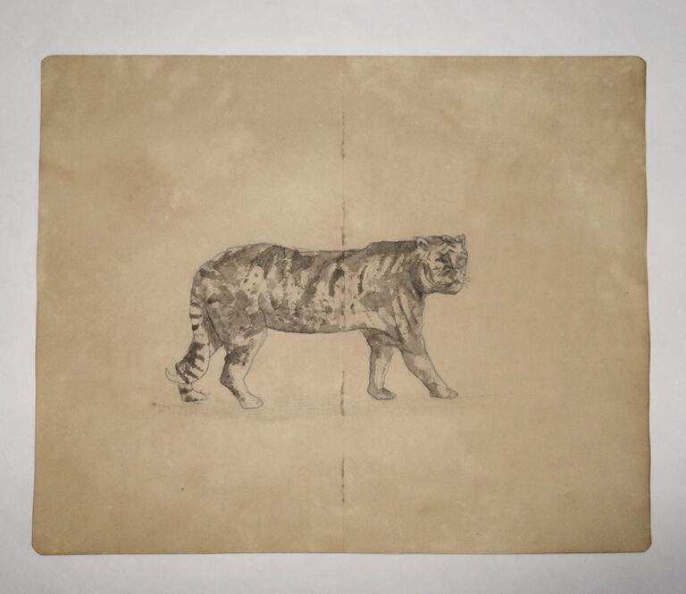 Drawing Study of Flora and Fauna in Tanah Runcuk (Excerpted from Stern’s Manuscript & Journal)