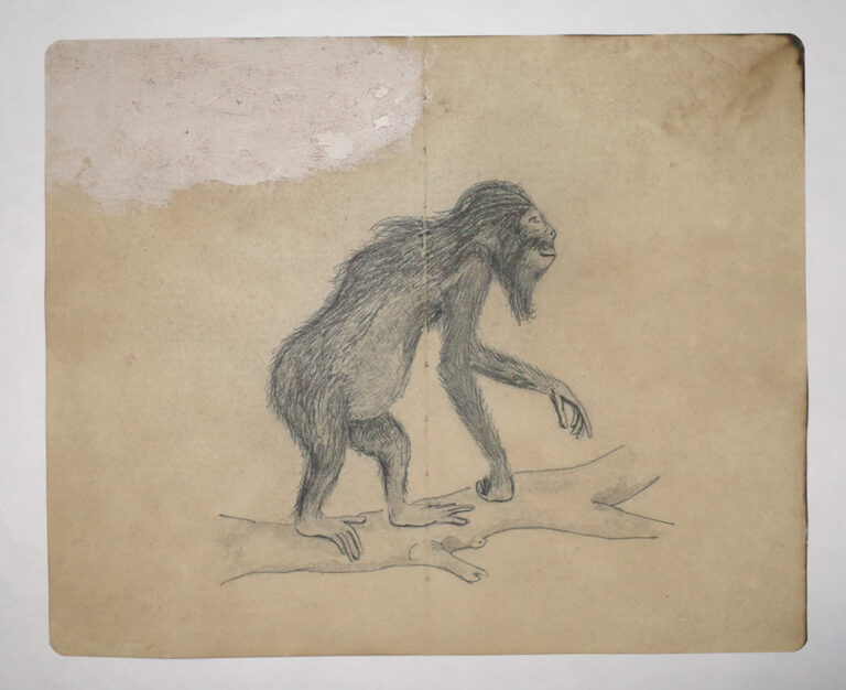 Drawing Study of Flora and Fauna in Tanah Runcuk (Excerpted from Stern’s Manuscript & Journal)