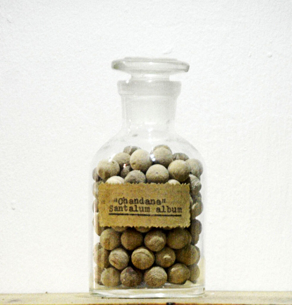 "Santalum album" (Stern’s Collection 1872)