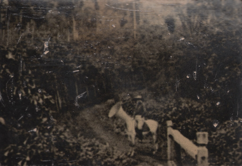 Photograph of Equus ferus sonitus (1)