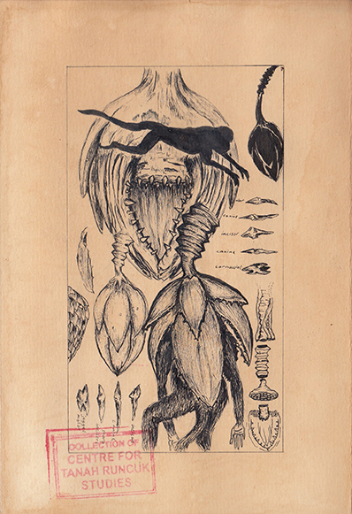 Drawing Study of Orang Runcuk (Excerpted from Stern’s Manuscript & Journal)
