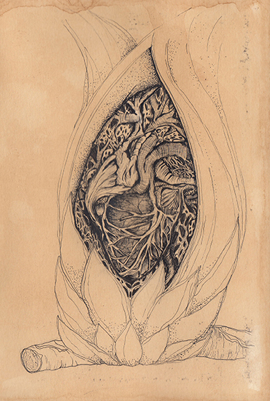 Drawing Study of Orang Runcuk (Excerpted from Stern’s Manuscript & Journal)